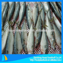 China Origin Frozen Mackerel Fish 300-500g